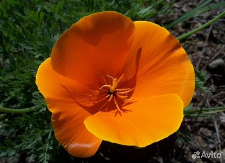 Дикраностигма Золотой мак