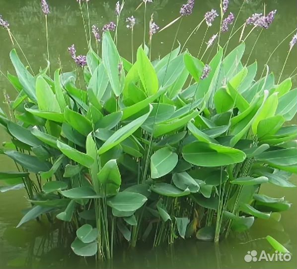 Продаю растения для пруда