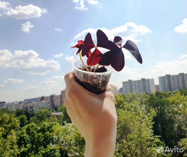 Оксалис фиолетовый кислица комнатное растение