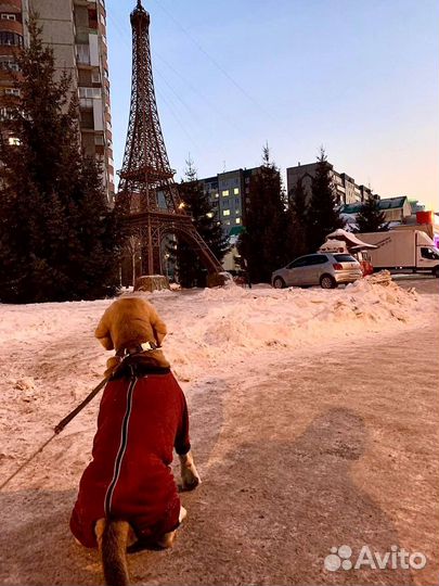 Выгул собак