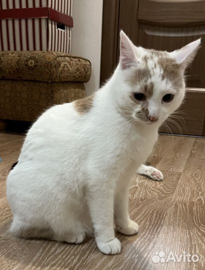Спасенный котик
