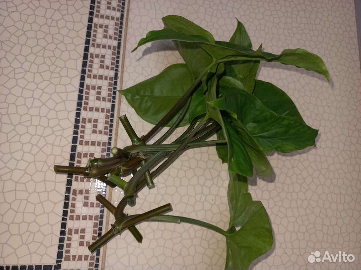 Сингониум Панда (Panda)