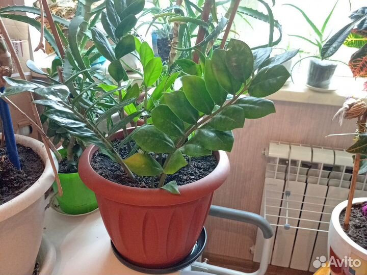 Замиокулькас