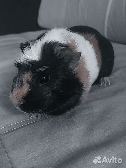 Морская свинка