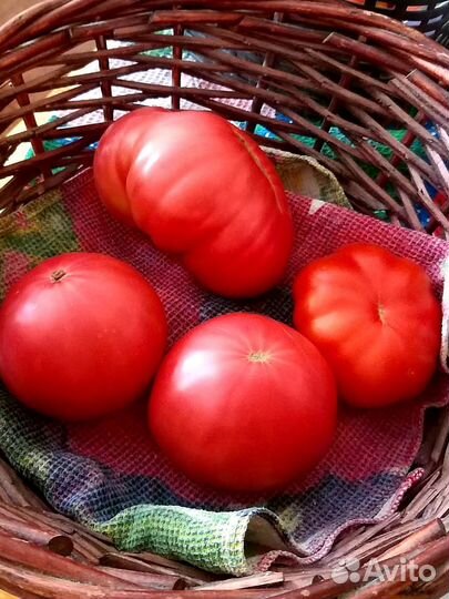 Помидоры