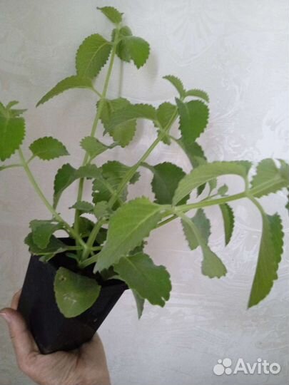 Алоэ, мята, плектрантус