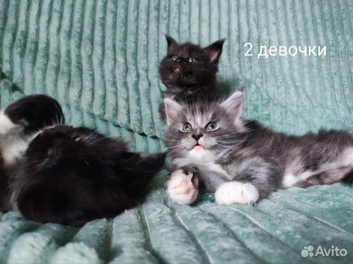 Кошки мейн-кун