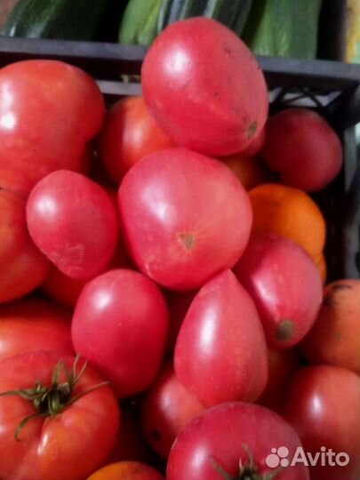 Помидоры домашние