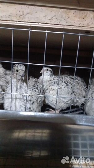 Инкубационное яйцо перепелов, перепелята