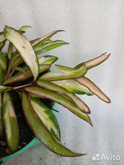 Хойи Tricolor и Wayetii Tricolor