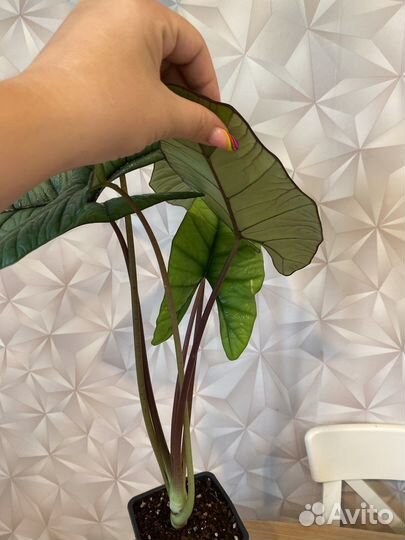 Алоказия платинум