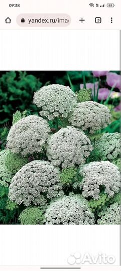 Семена амми зубной