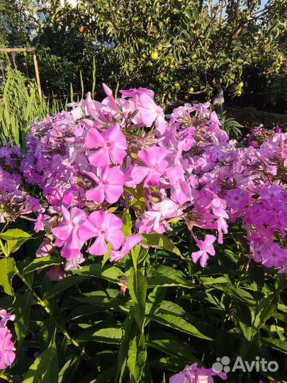 Флоксы сортовые