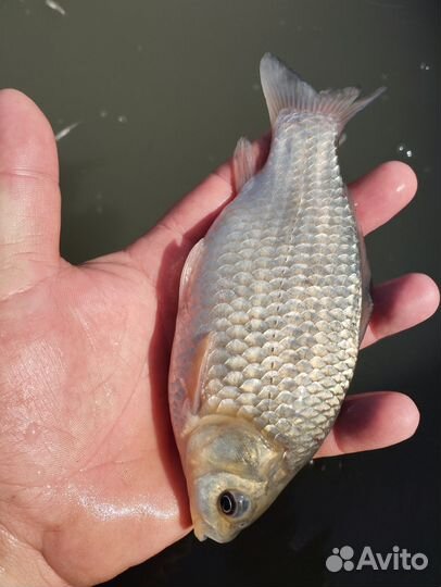 Живец карась вискас для рыбалки оптом