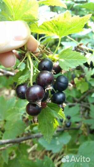 Саженцы смородина, малина, вишня, слива