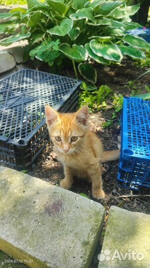 Котята в добрые руки