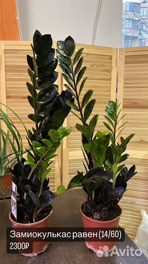 Замиокулькас