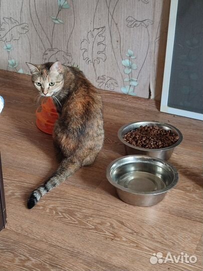 Передержка кошек)