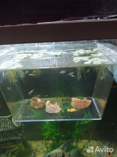 Аквариумные рыбки