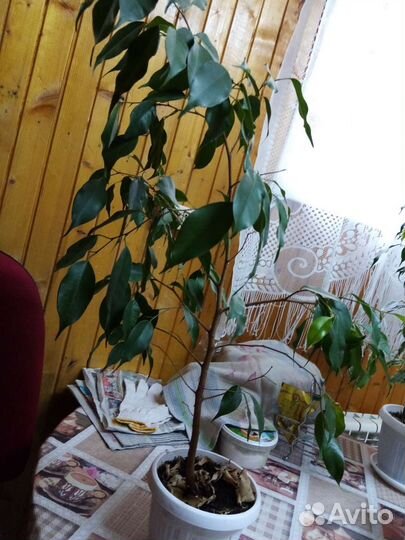 Фикус бенджамина