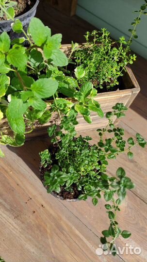 Пряные травы