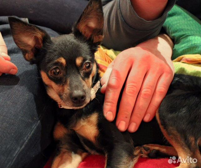 Мини той-терьер щенки