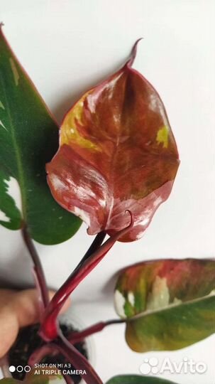 Папоротник Фальката и Филодендрон Ред Андерсон