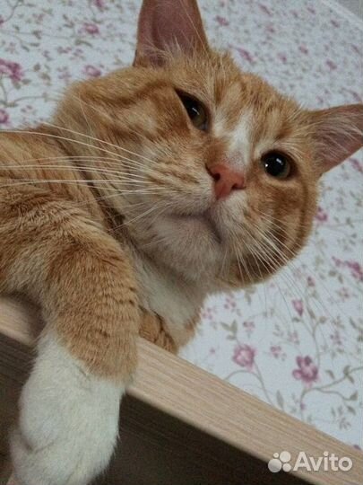 Котик в добрые руки