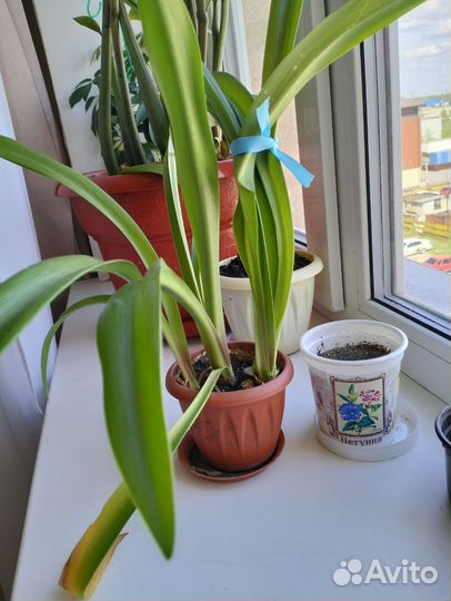 Цветок Гиппеаструм,Аленький цветочек