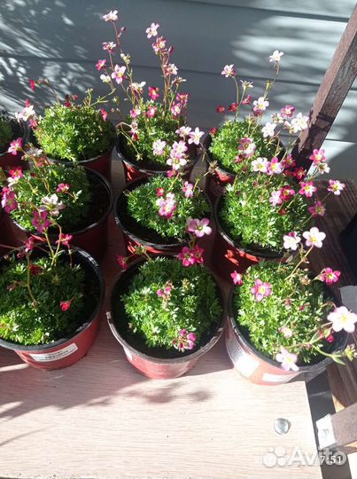 Камнеломка,чабрец/тимьян,лаванда мини и вариегат