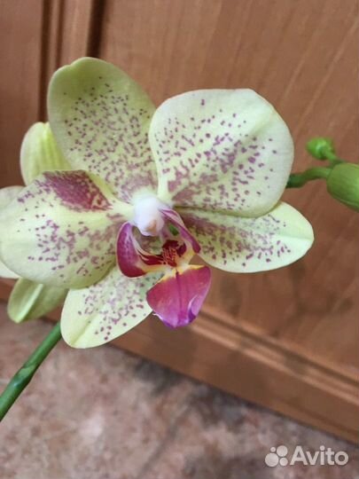 Орхидея Пульсация