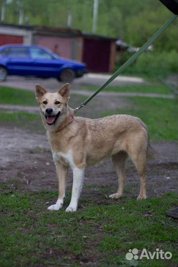 Собака Мася