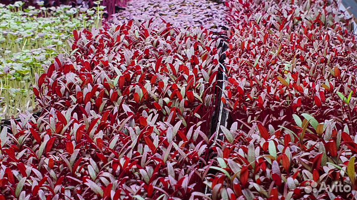 Оборудование для гидропоники/сити-фермы