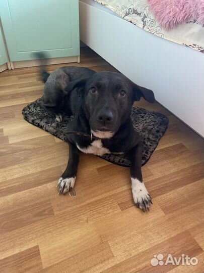 Найдена собака