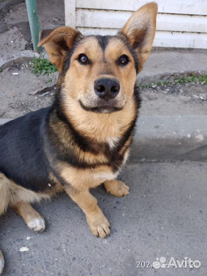 Собака 6 мес