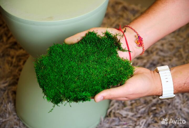 Мох стабилизированный оптом и в розницу