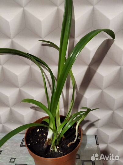 Комнатные цветы