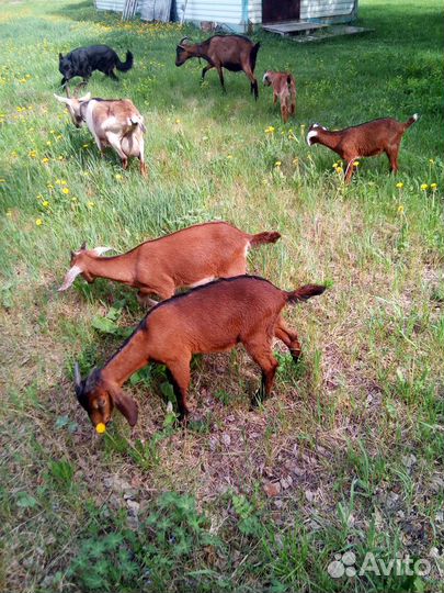 Продажа молодых козликов