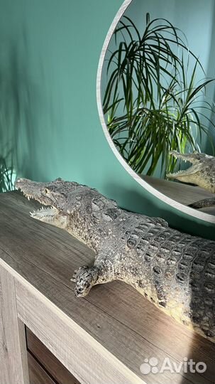 Чучело крокодила