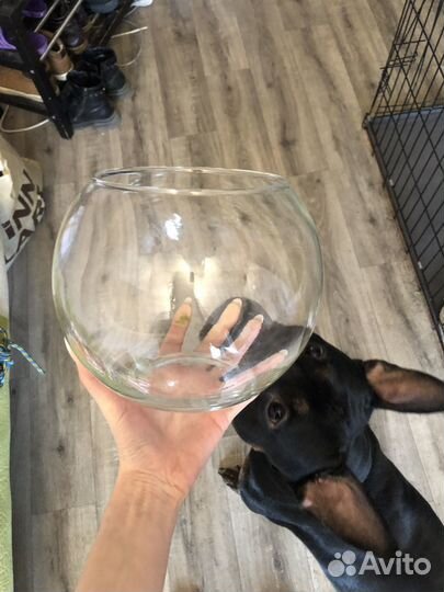 Аквариум или декор