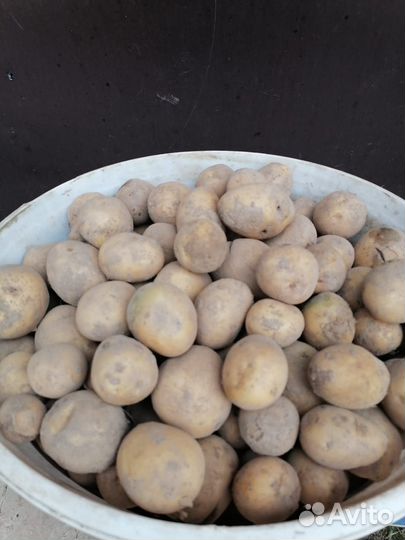 Картофель мелкий