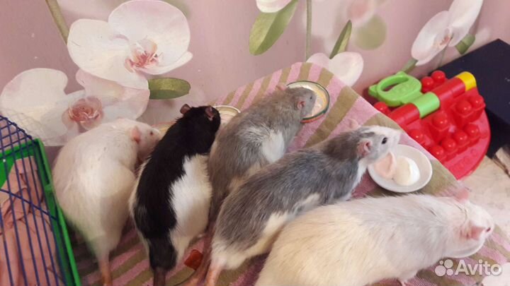 Передержка домашних животных