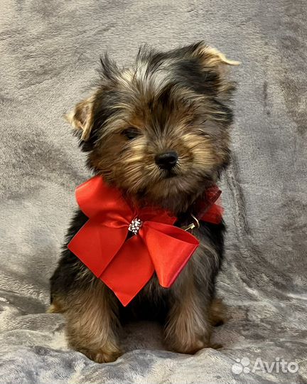 Мальчик йорка Красавчик