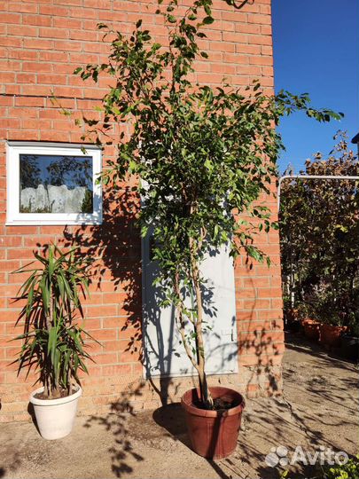 Фикус бенджамина