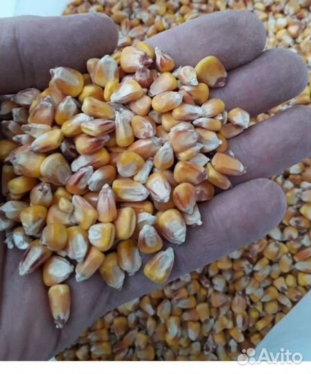 Кукуруза зерно
