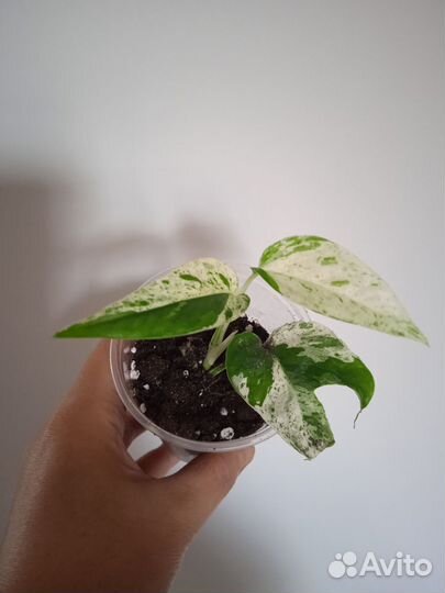 Epipremnum Pinnatum marble