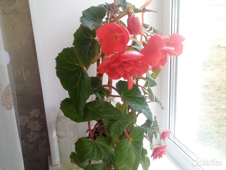 Бегонии клубневые, большие и маленькие