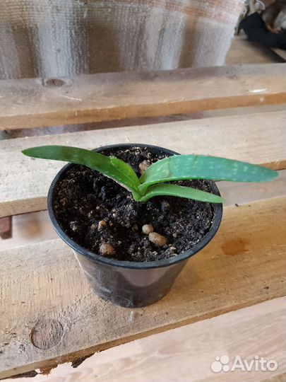 Эхеверия, хавортия Купера, алоэ, традесканция