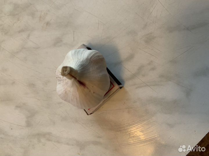 Летний чеснок