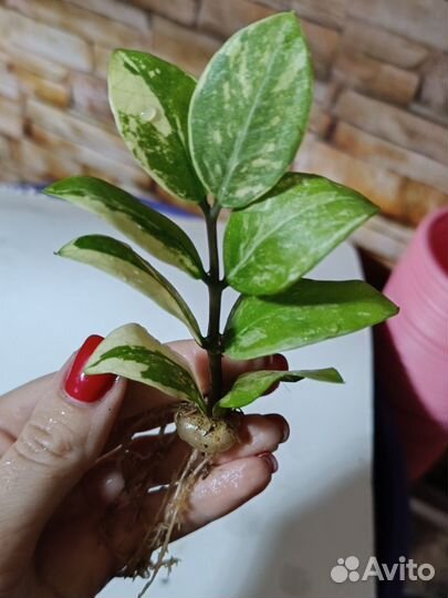 Замиокулькас Блэк Пинк black pink short leaf long